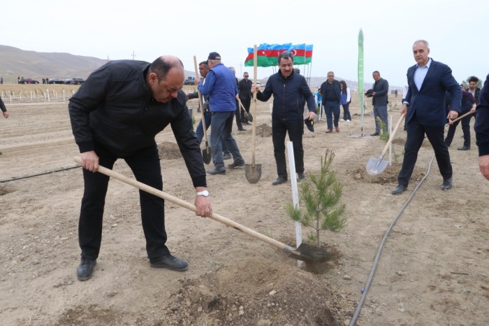 Kamran Əliyev və Muxtar Babayev ağacəkmə aksiyasında - FOTOLAR